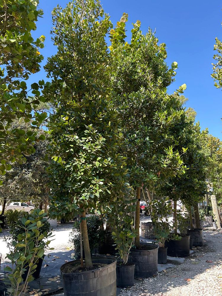calophyllum-brasiliense-calophyllum-antillanum-brazilian-beautyleaf