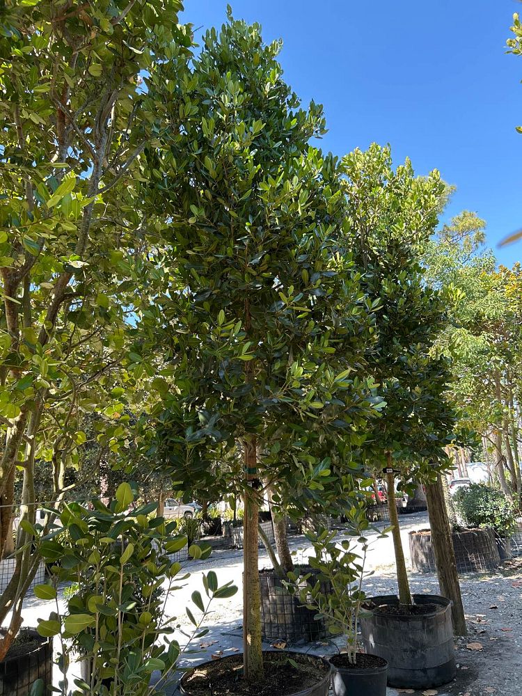 calophyllum-brasiliense-calophyllum-antillanum-brazilian-beautyleaf