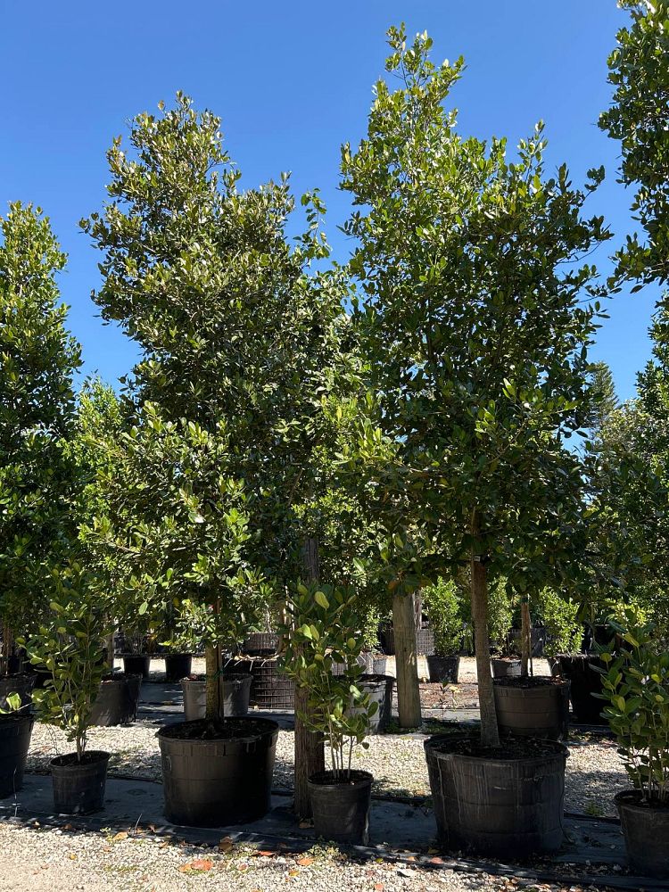 calophyllum-brasiliense-calophyllum-antillanum-brazilian-beautyleaf