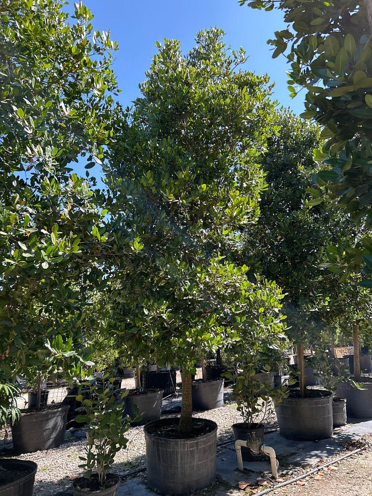 calophyllum-brasiliense-calophyllum-antillanum-brazilian-beautyleaf