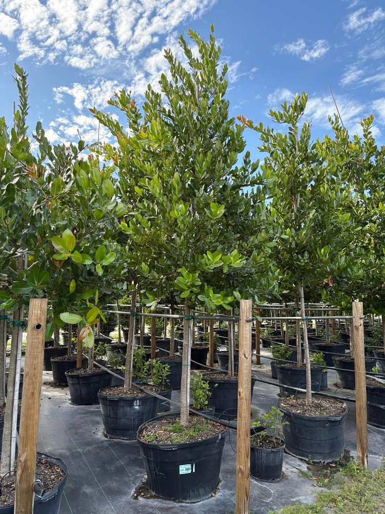 calophyllum-brasiliense-calophyllum-antillanum-brazilian-beautyleaf