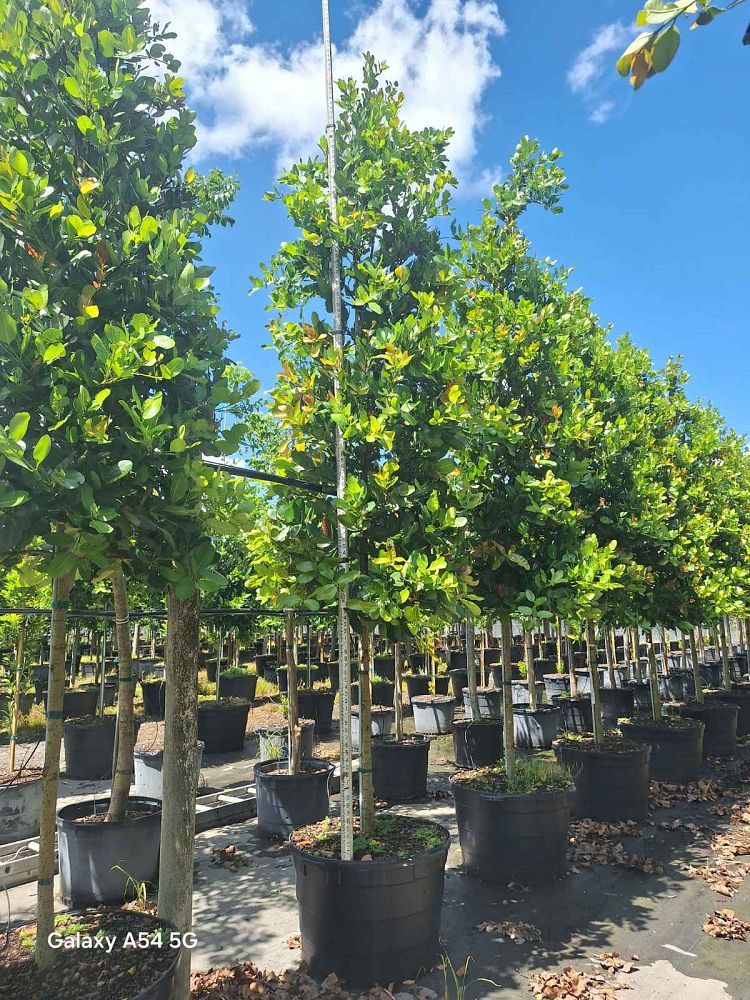 calophyllum-brasiliense-calophyllum-antillanum-brazilian-beautyleaf