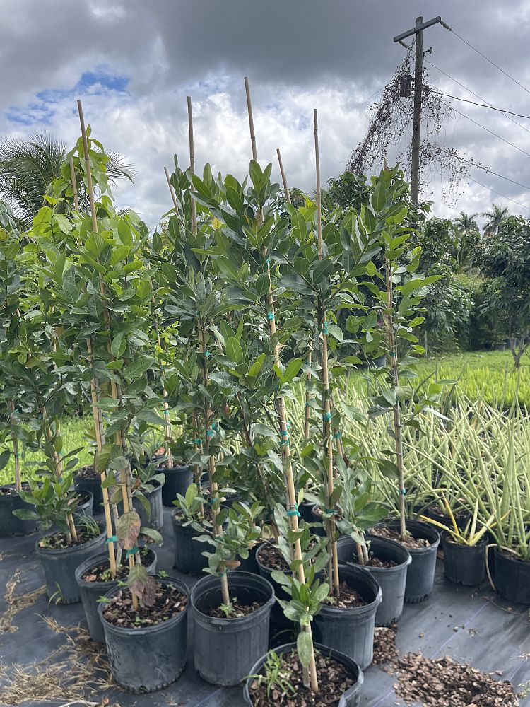calophyllum-brasiliense-calophyllum-antillanum-brazilian-beautyleaf