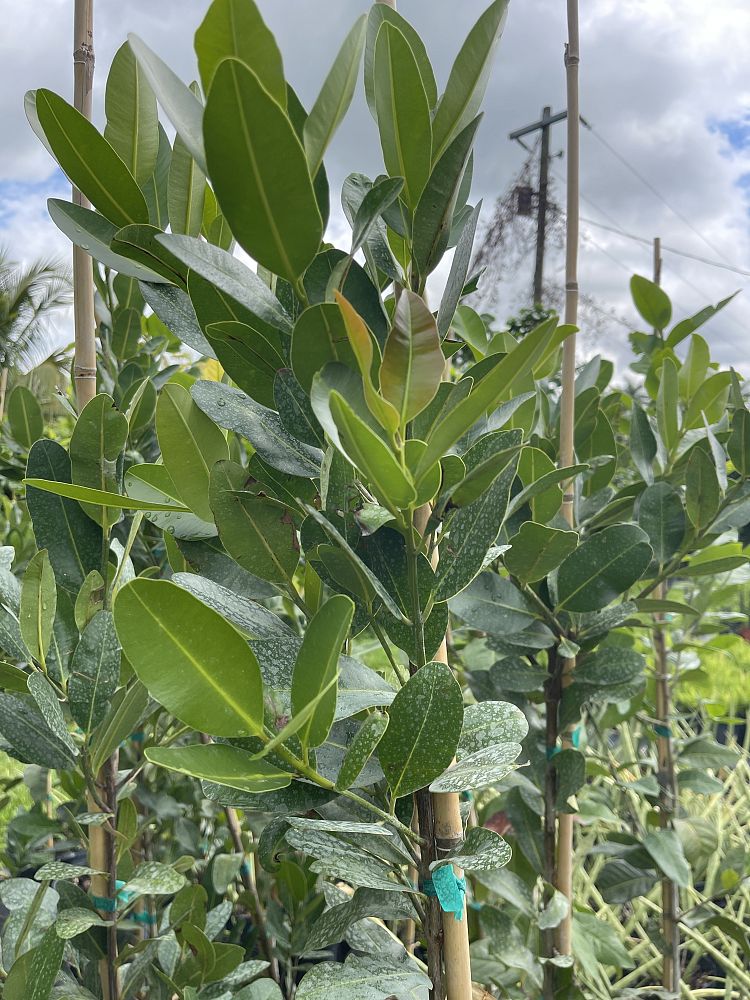calophyllum-brasiliense-calophyllum-antillanum-brazilian-beautyleaf