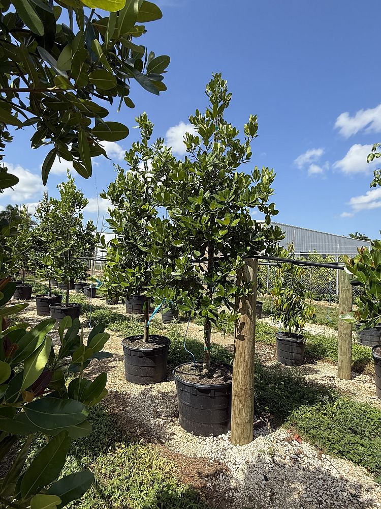 calophyllum-brasiliense-calophyllum-antillanum-brazilian-beautyleaf