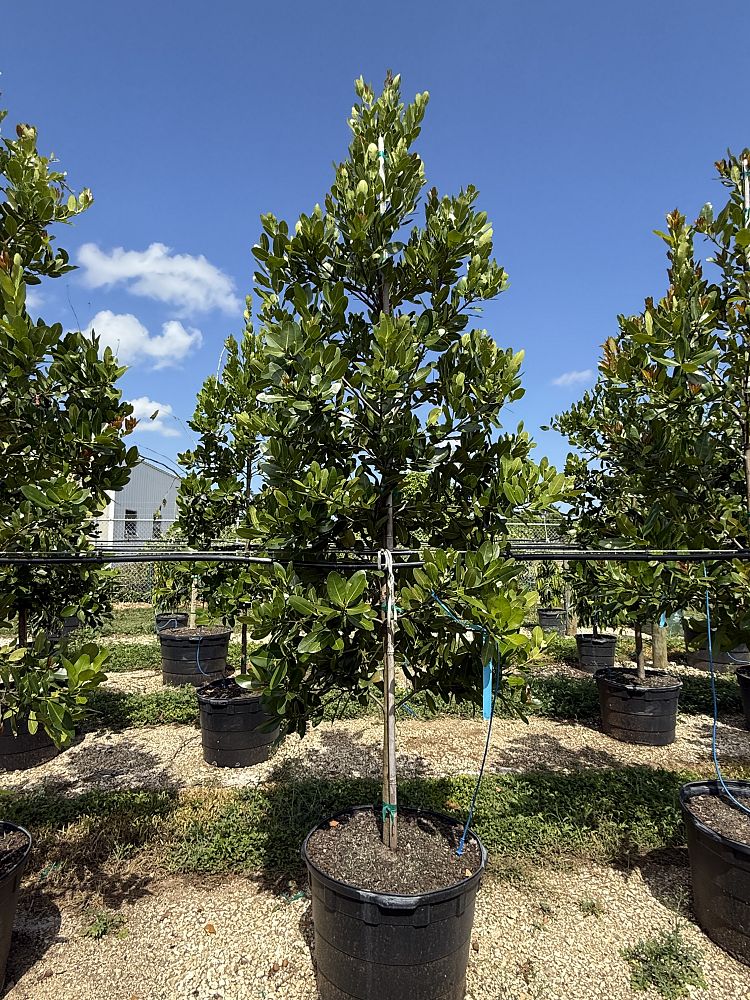 calophyllum-brasiliense-calophyllum-antillanum-brazilian-beautyleaf