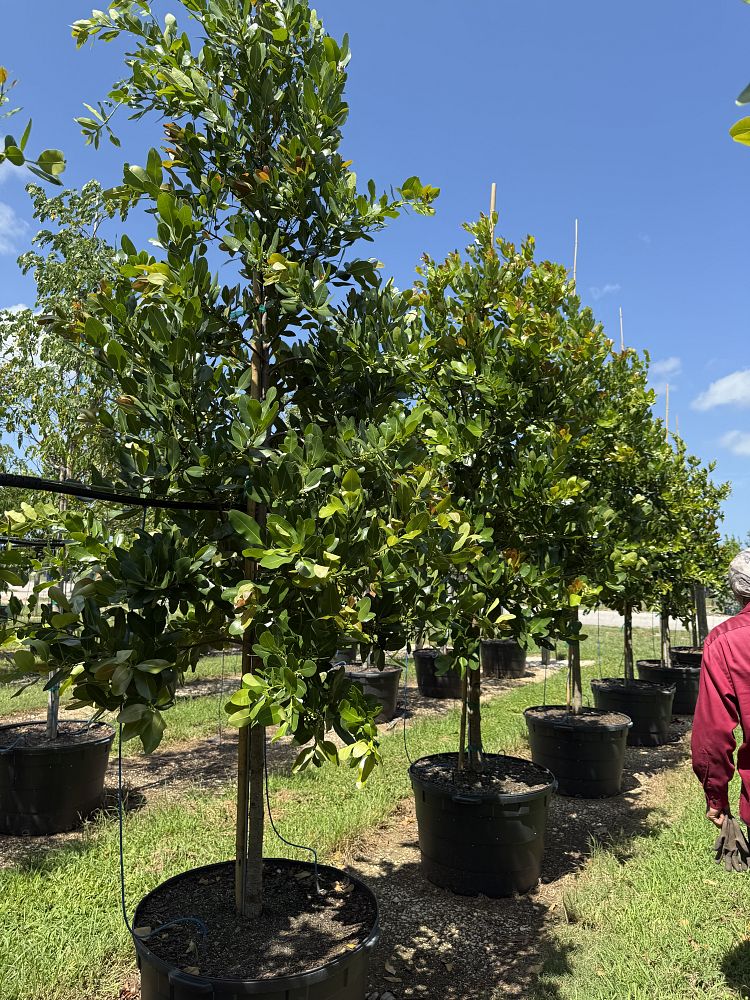 calophyllum-brasiliense-calophyllum-antillanum-brazilian-beautyleaf