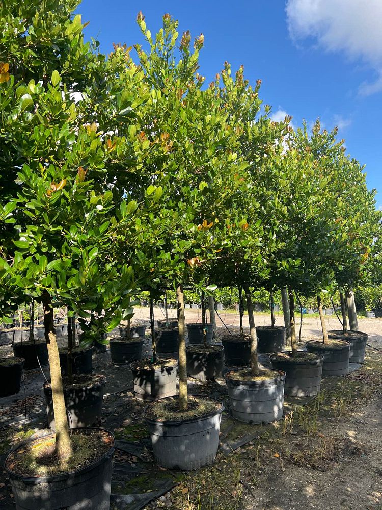 calophyllum-brasiliense-calophyllum-antillanum-brazilian-beautyleaf