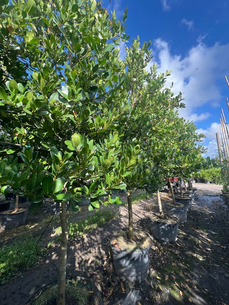 calophyllum-brasiliense-calophyllum-antillanum-brazilian-beautyleaf