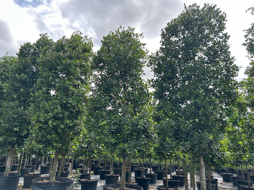 calophyllum-brasiliense-calophyllum-antillanum-brazilian-beautyleaf