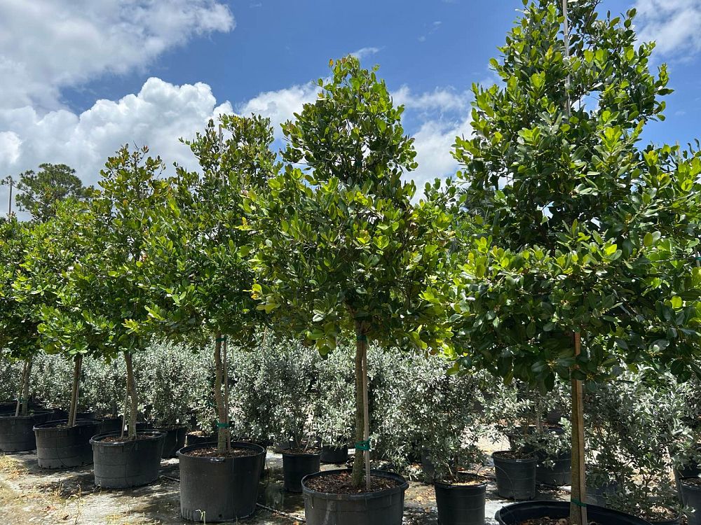 calophyllum-brasiliense-calophyllum-antillanum-brazilian-beautyleaf