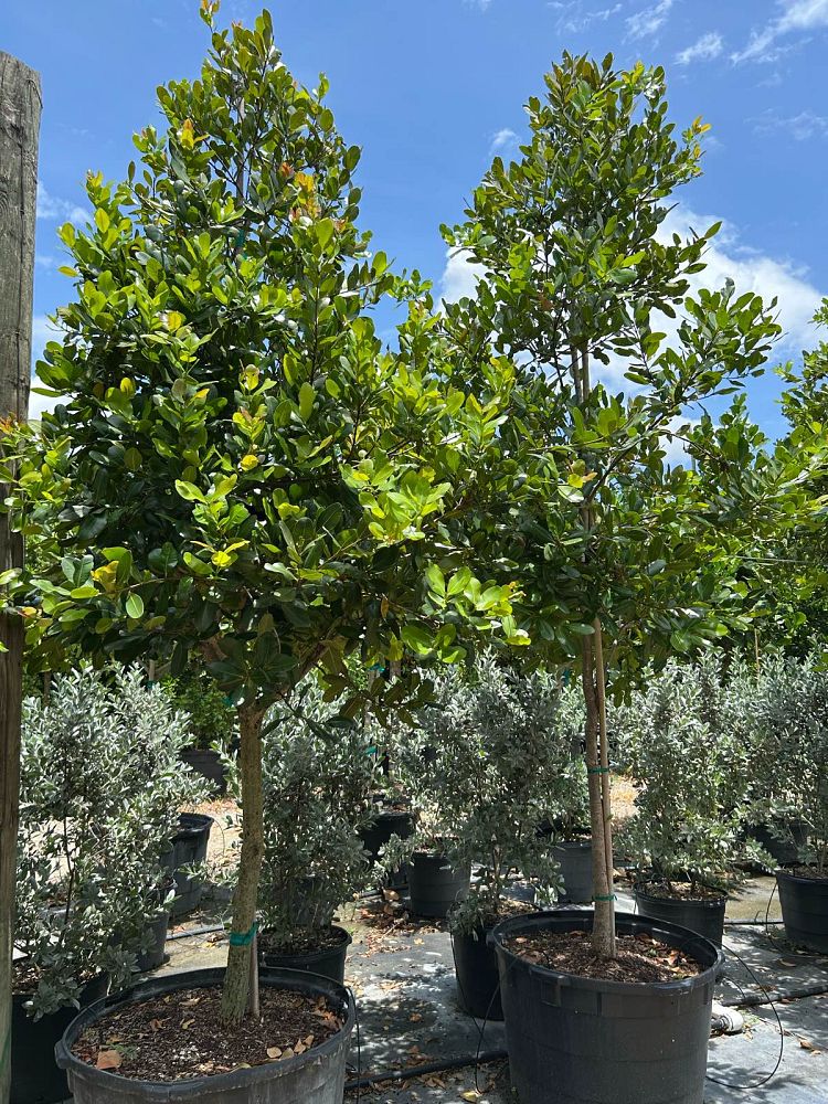 calophyllum-brasiliense-calophyllum-antillanum-brazilian-beautyleaf
