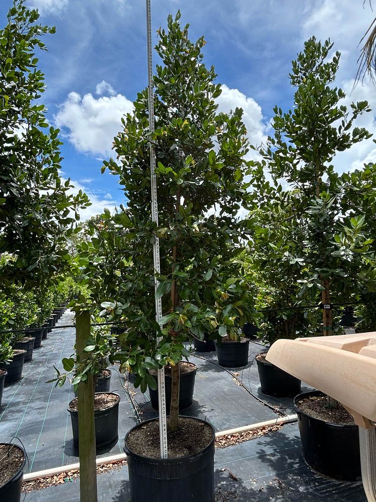 calophyllum-brasiliense-calophyllum-antillanum-brazilian-beautyleaf