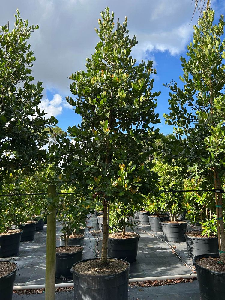 calophyllum-brasiliense-calophyllum-antillanum-brazilian-beautyleaf