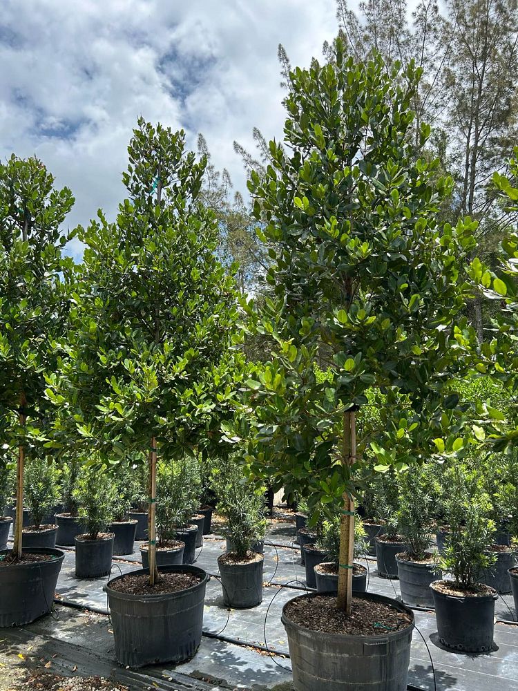 calophyllum-brasiliense-calophyllum-antillanum-brazilian-beautyleaf