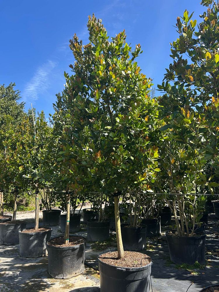 calophyllum-brasiliense-calophyllum-antillanum-brazilian-beautyleaf
