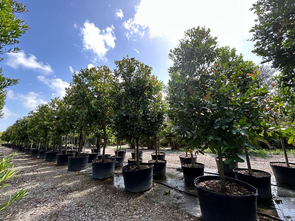 calophyllum-brasiliense-calophyllum-antillanum-brazilian-beautyleaf