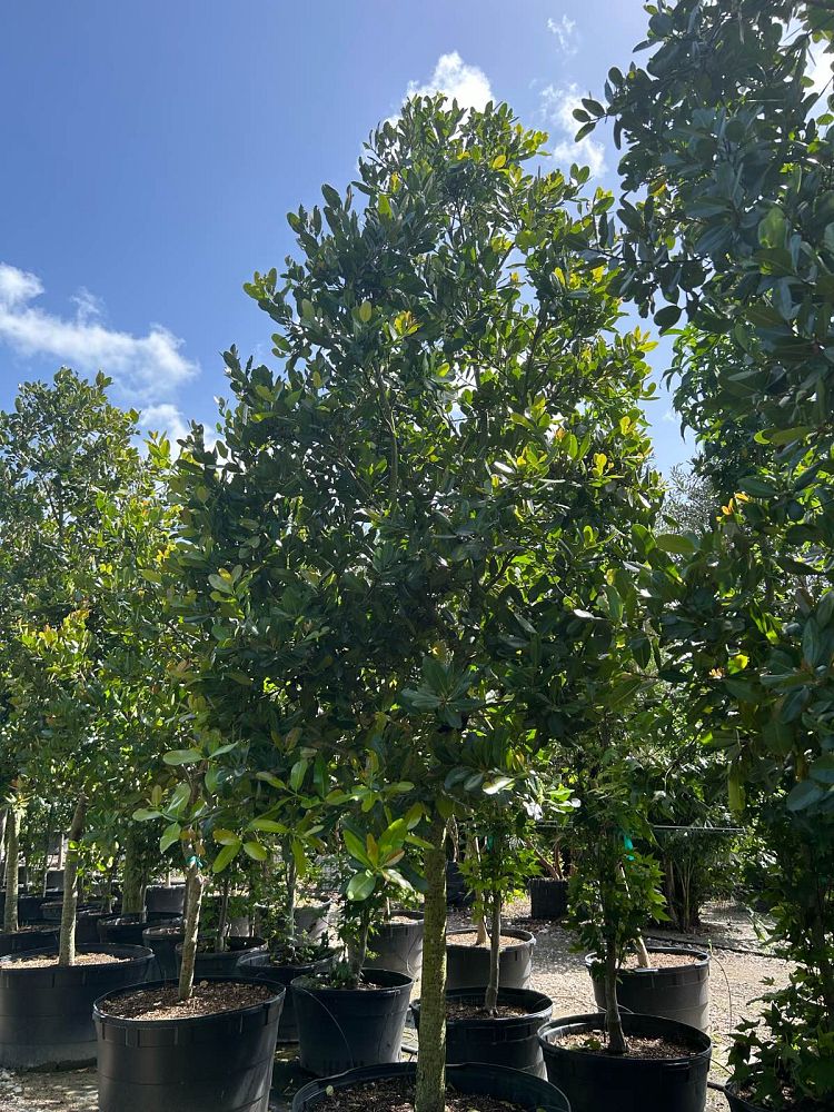 calophyllum-brasiliense-calophyllum-antillanum-brazilian-beautyleaf