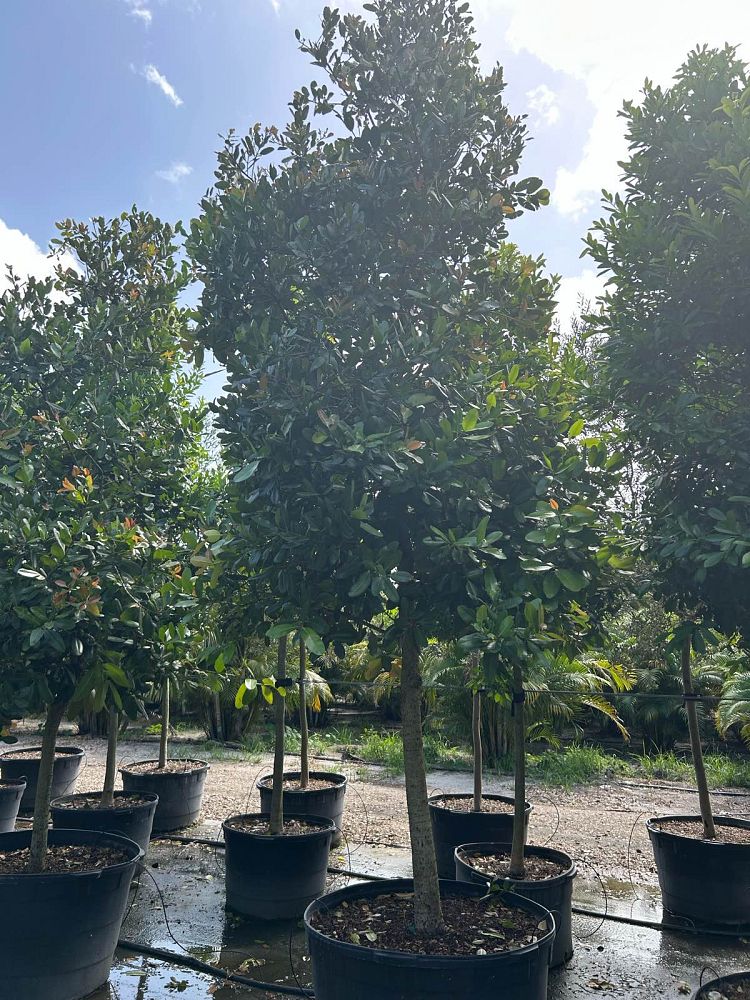 calophyllum-brasiliense-calophyllum-antillanum-brazilian-beautyleaf
