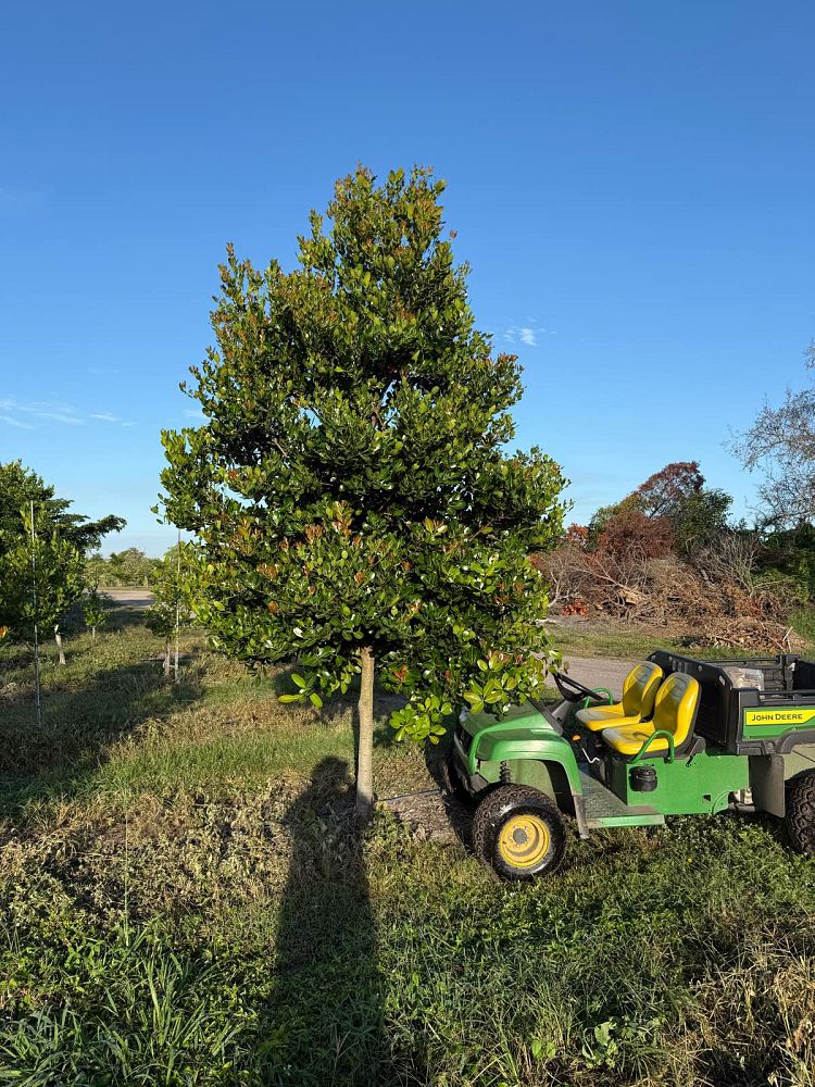 calophyllum-brasiliense-calophyllum-antillanum-brazilian-beautyleaf