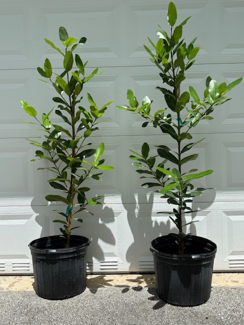 calophyllum-brasiliense-calophyllum-antillanum-brazilian-beautyleaf