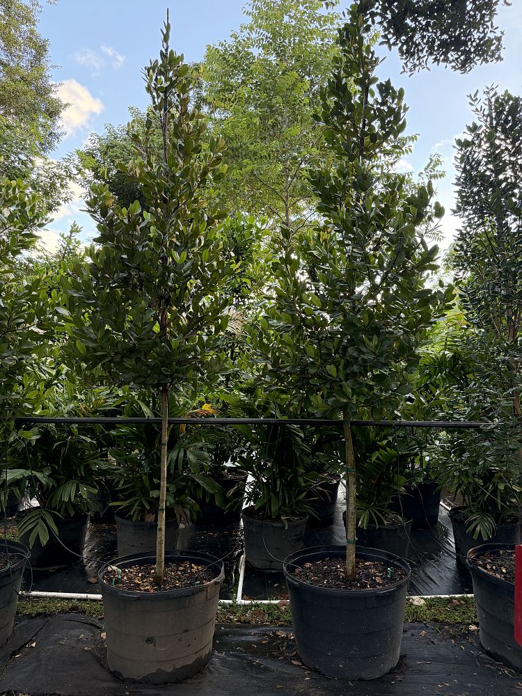 calophyllum-brasiliense-calophyllum-antillanum-brazilian-beautyleaf