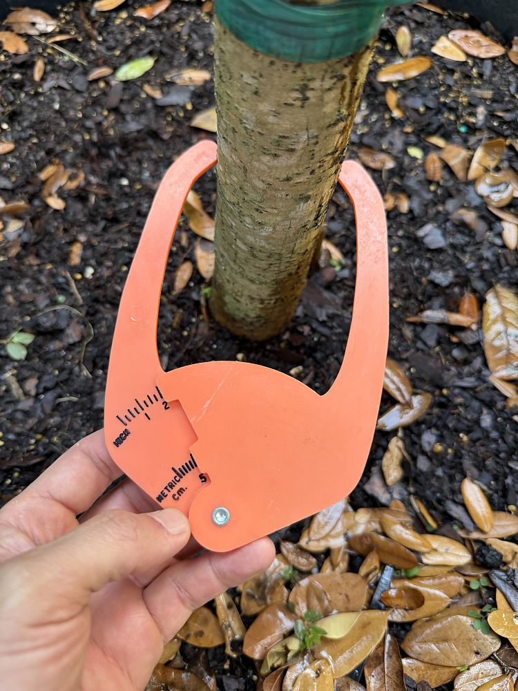 calophyllum-brasiliense-calophyllum-antillanum-brazilian-beautyleaf