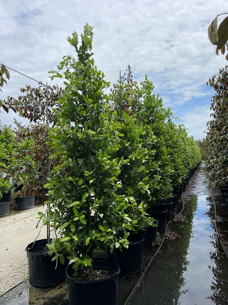 calophyllum-brasiliense-calophyllum-antillanum-brazilian-beautyleaf