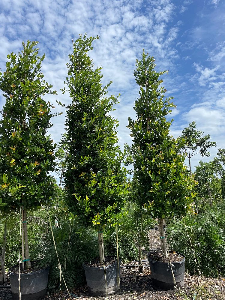 calophyllum-brasiliense-calophyllum-antillanum-brazilian-beautyleaf