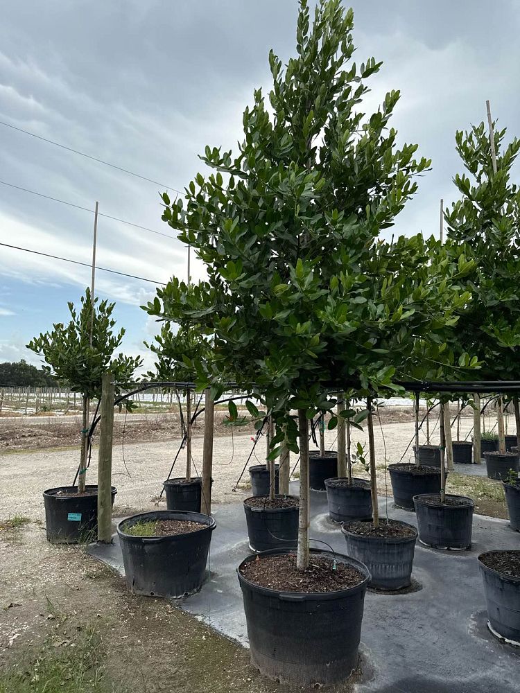 calophyllum-brasiliense-calophyllum-antillanum-brazilian-beautyleaf