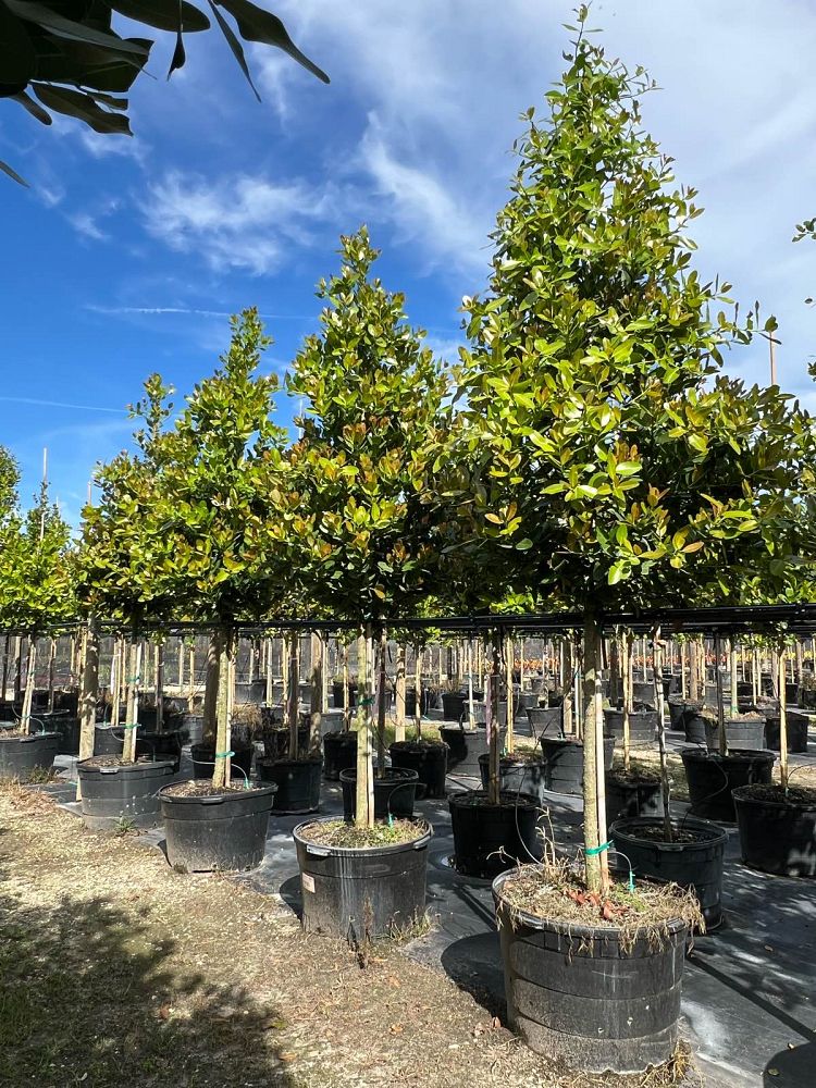 calophyllum-brasiliense-calophyllum-antillanum-brazilian-beautyleaf