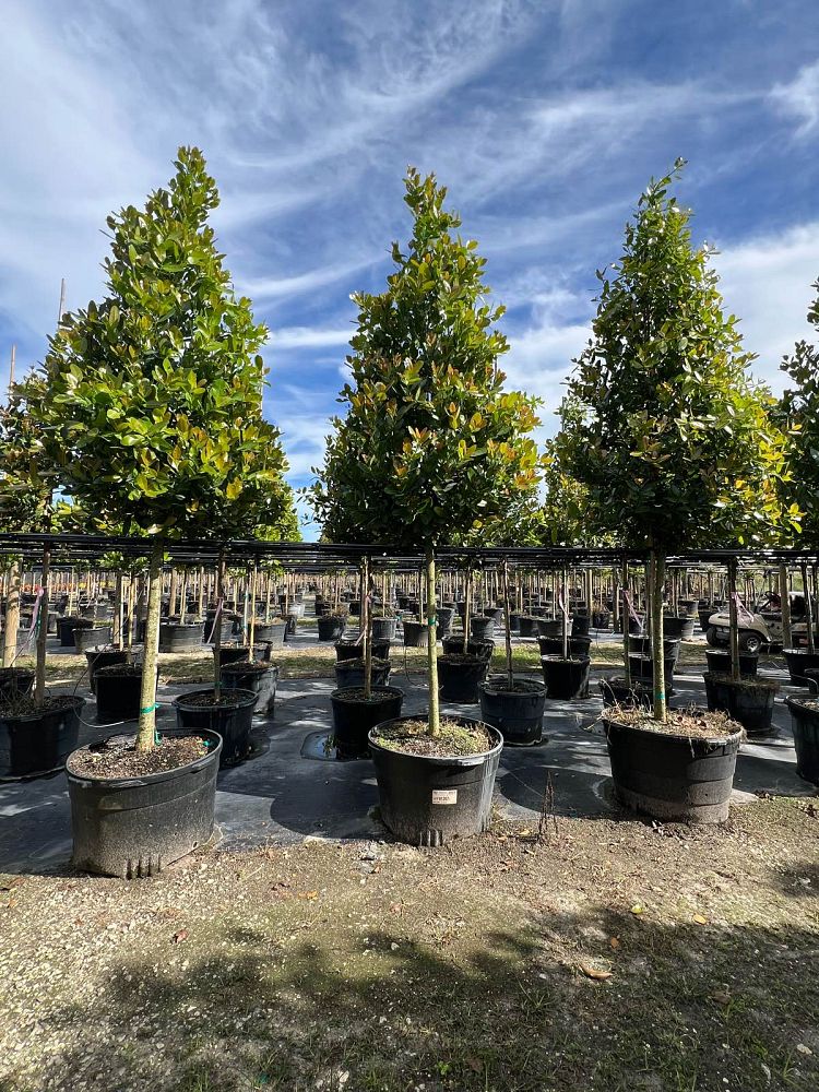 calophyllum-brasiliense-calophyllum-antillanum-brazilian-beautyleaf