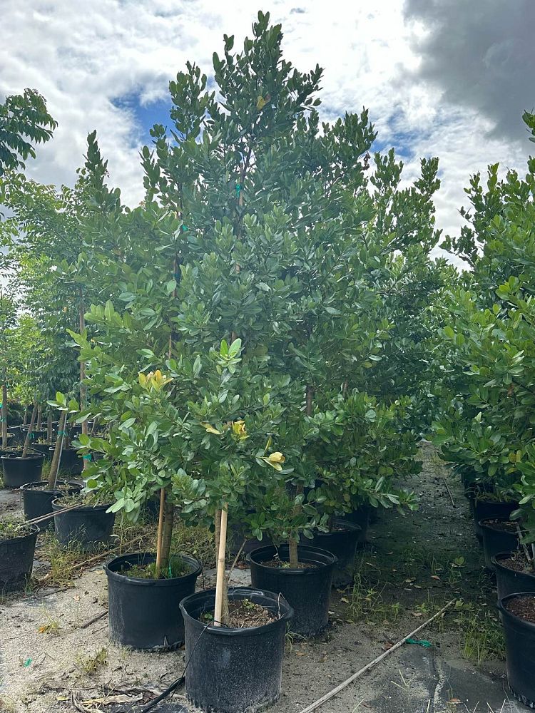 calophyllum-brasiliense-calophyllum-antillanum-brazilian-beautyleaf