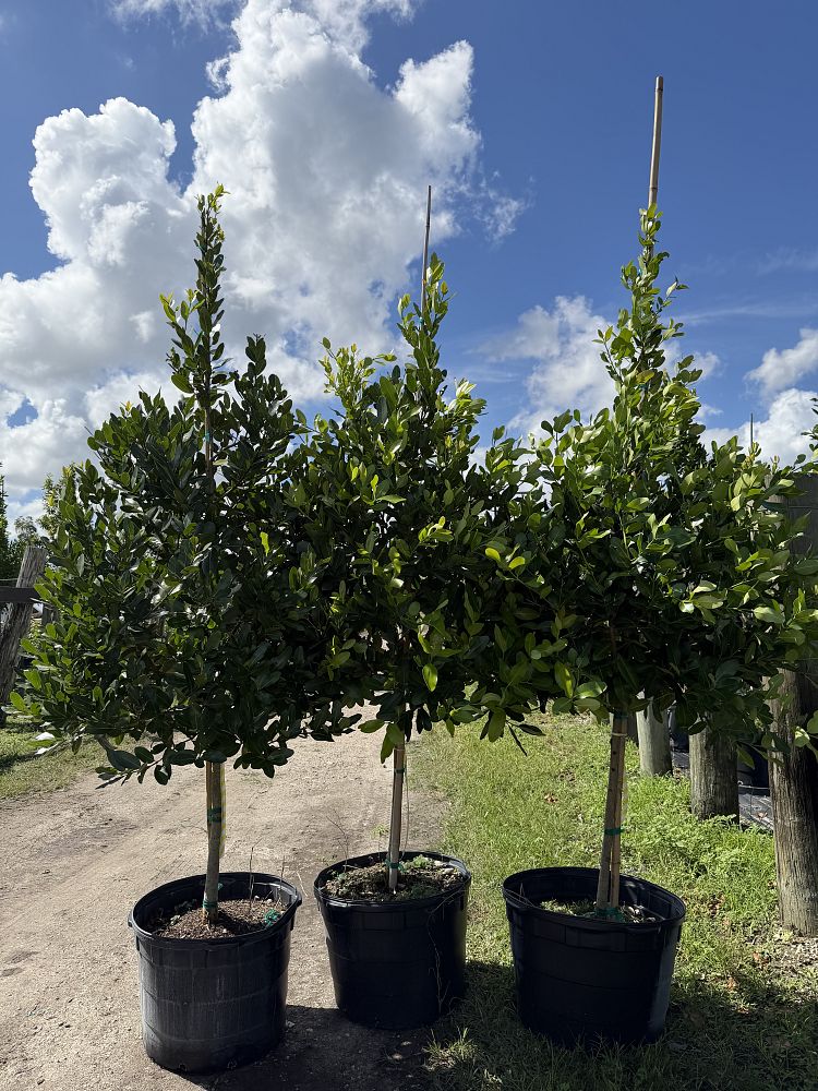 calophyllum-brasiliense-calophyllum-antillanum-brazilian-beautyleaf