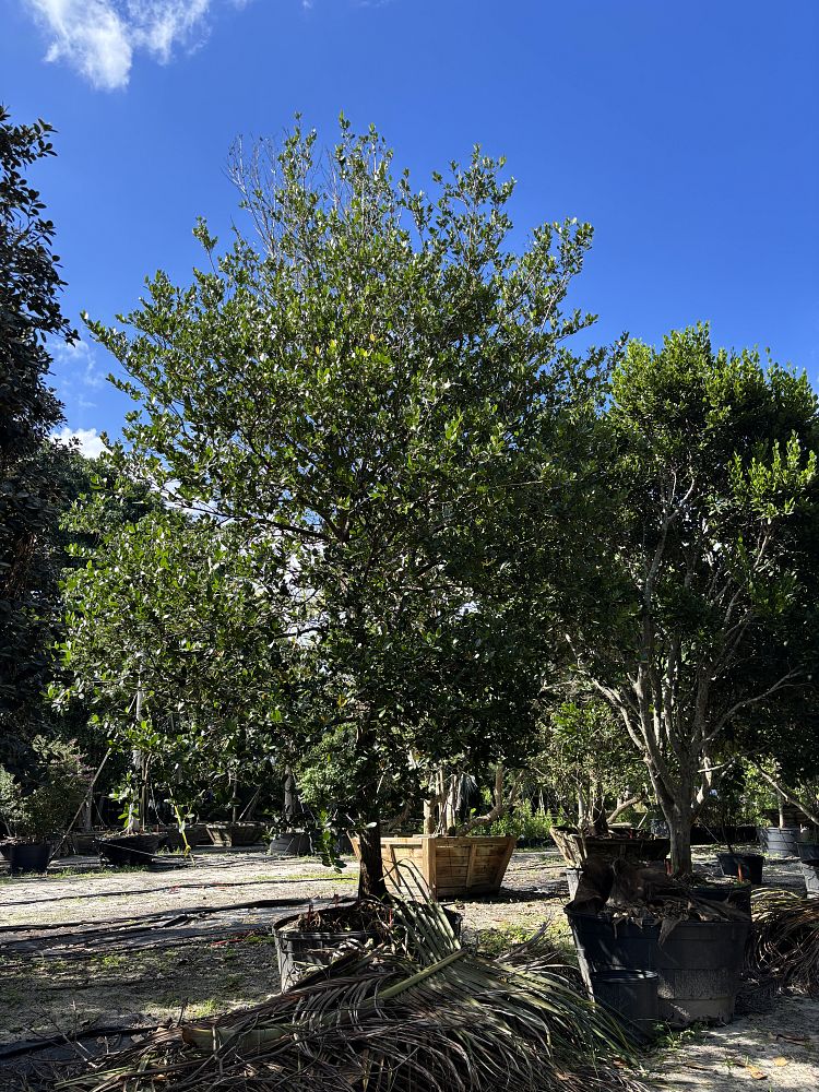 calophyllum-brasiliense-calophyllum-antillanum-brazilian-beautyleaf