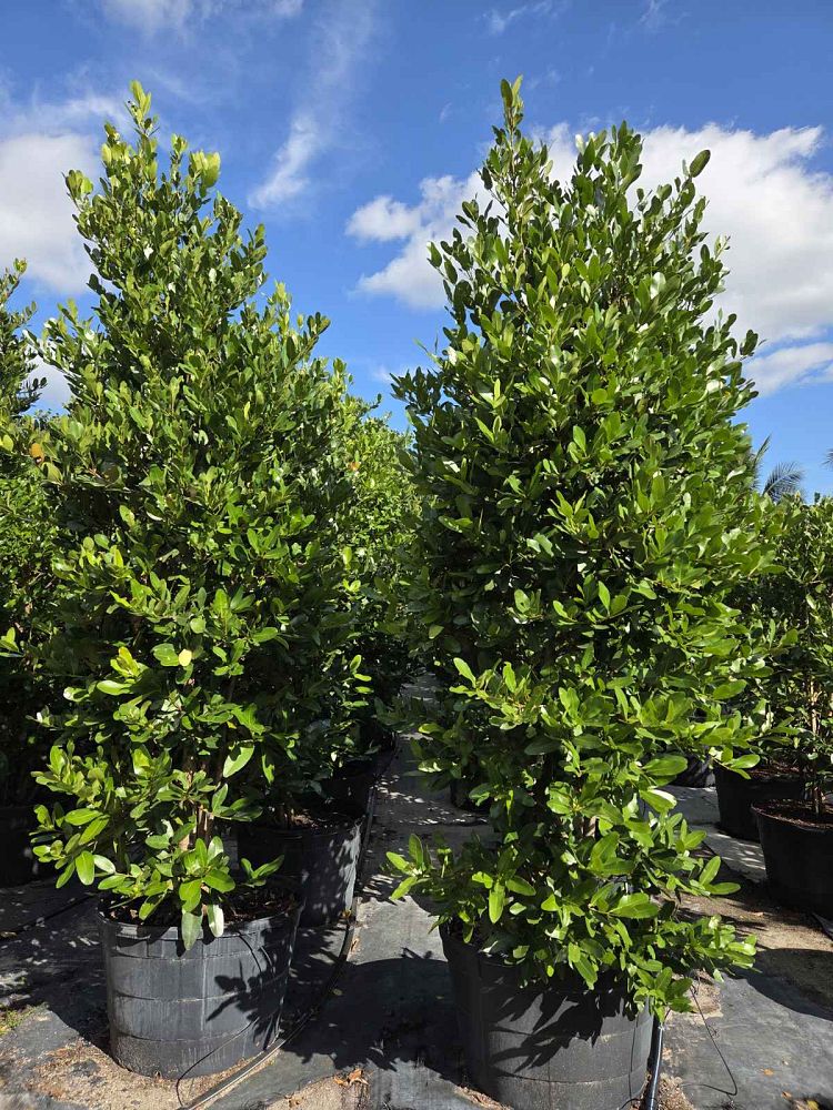 calophyllum-brasiliense-calophyllum-antillanum-brazilian-beautyleaf