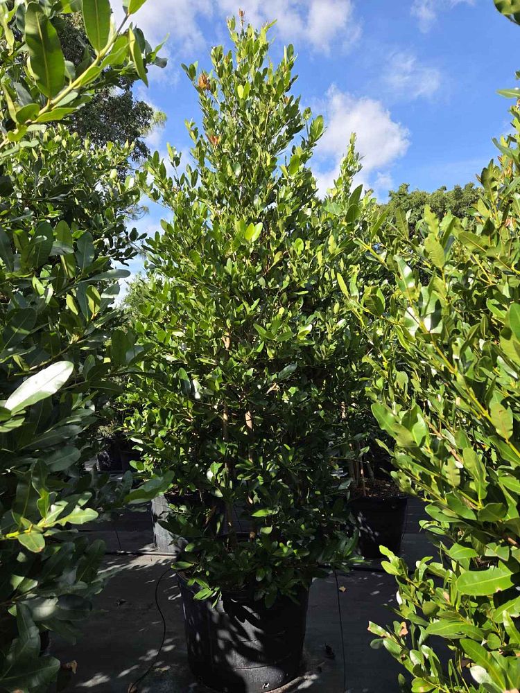 calophyllum-brasiliense-calophyllum-antillanum-brazilian-beautyleaf