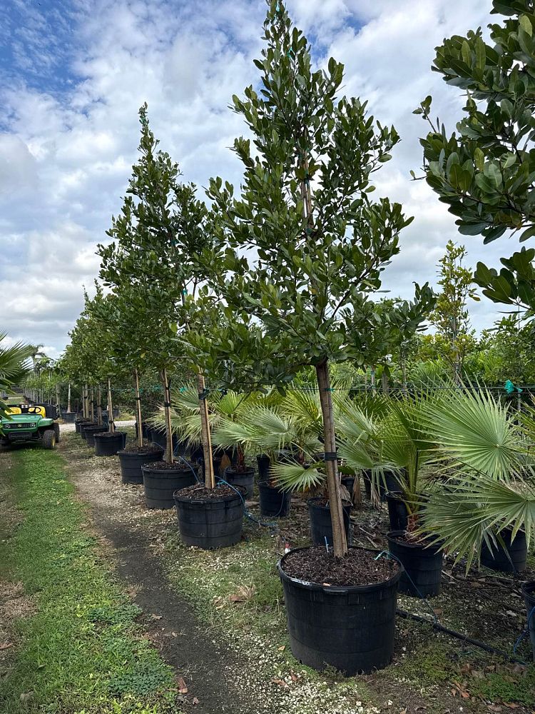 calophyllum-brasiliense-calophyllum-antillanum-brazilian-beautyleaf