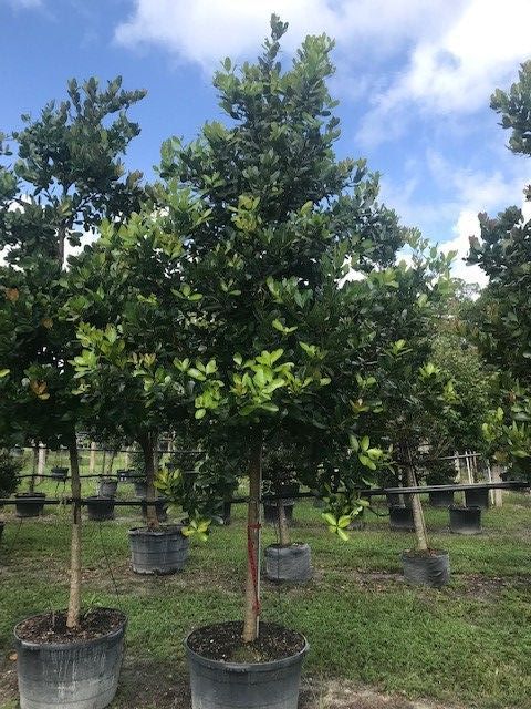 calophyllum