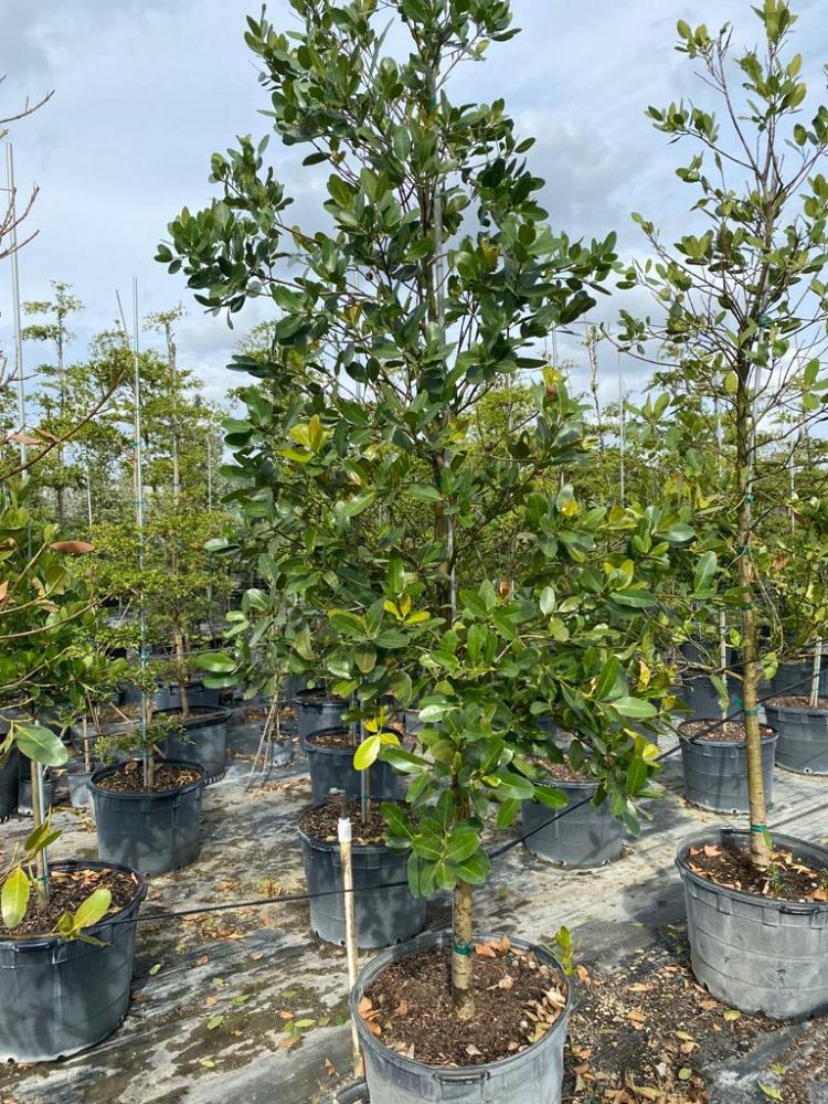 calophyllum