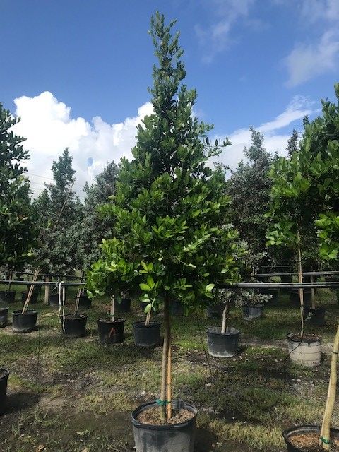 calophyllum