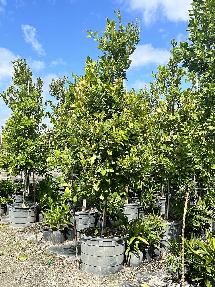 calophyllum