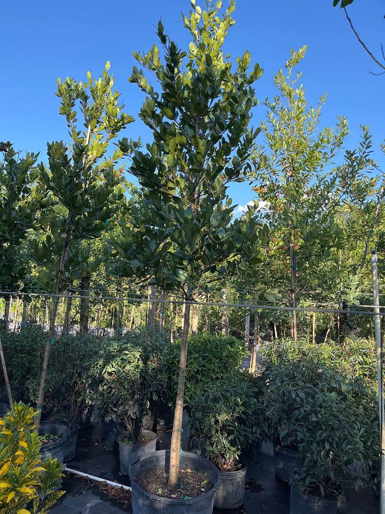 calophyllum