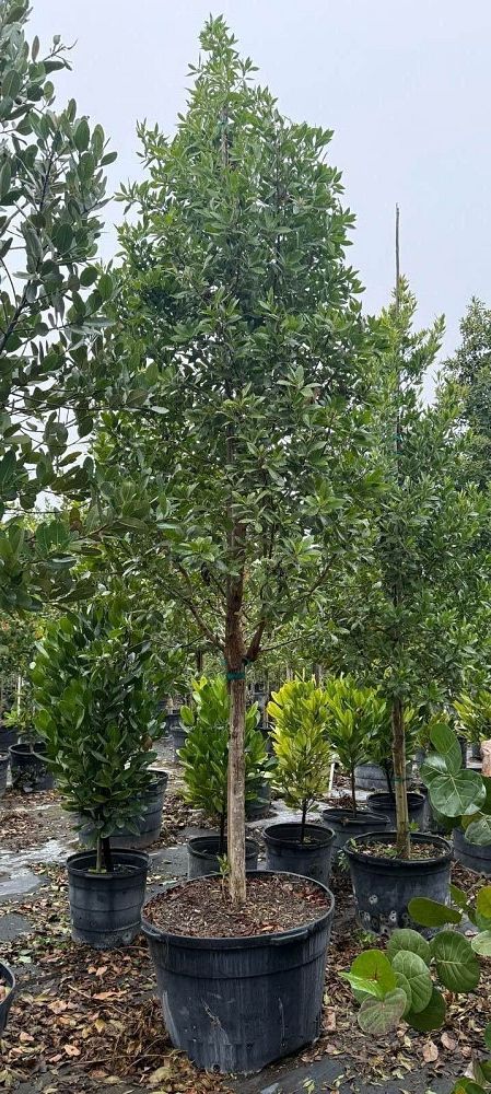calophyllum