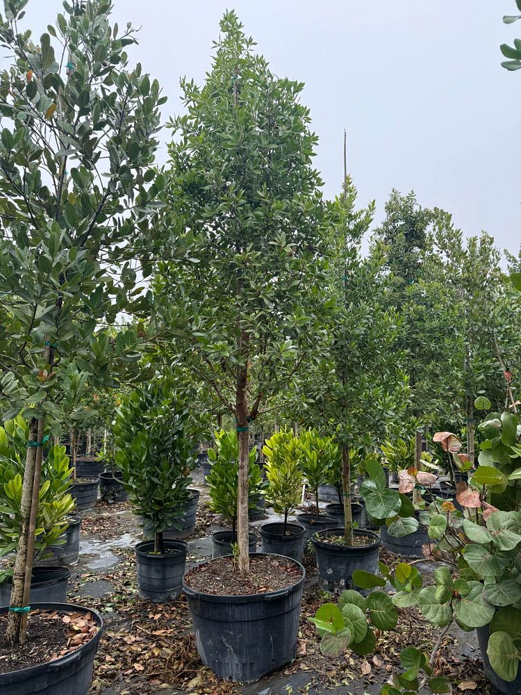 calophyllum