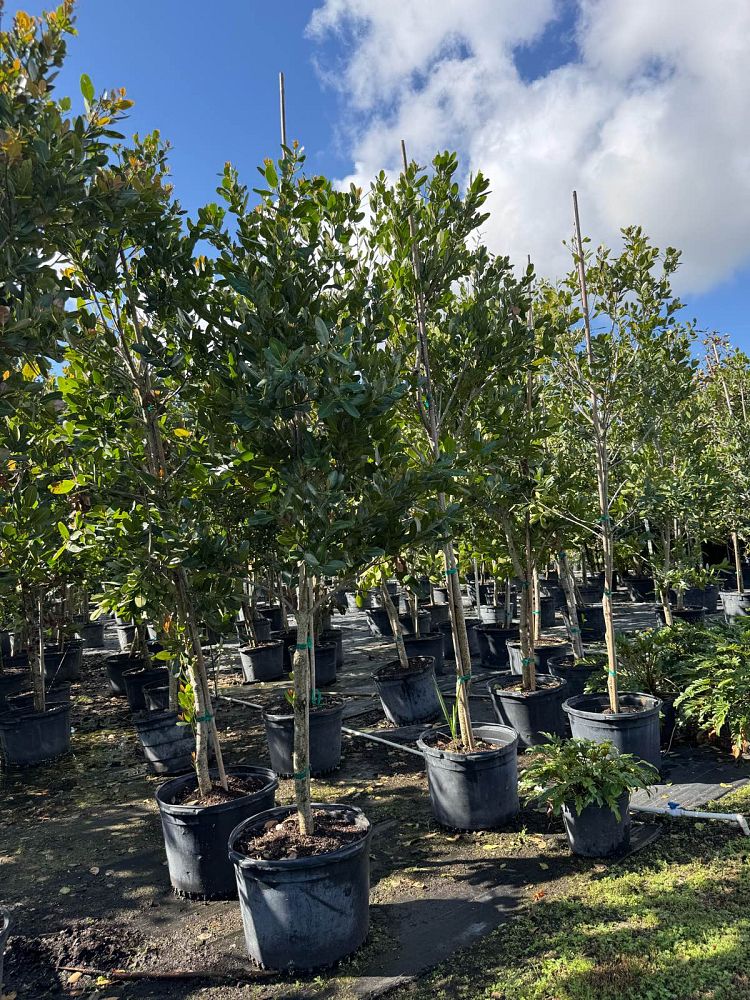 calophyllum