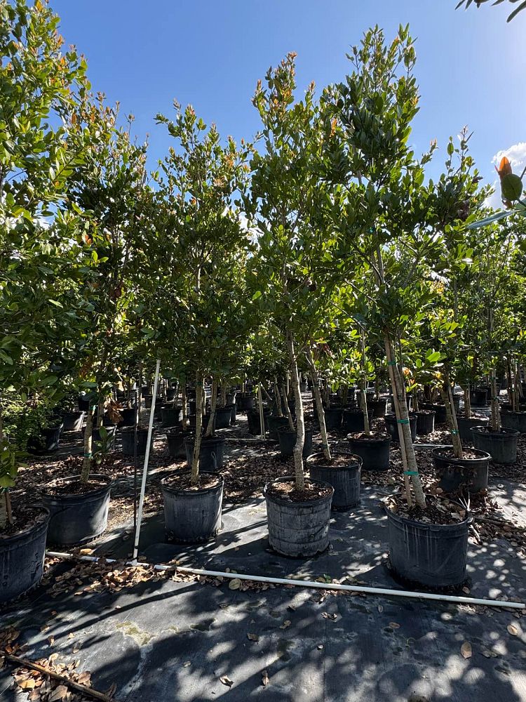 calophyllum