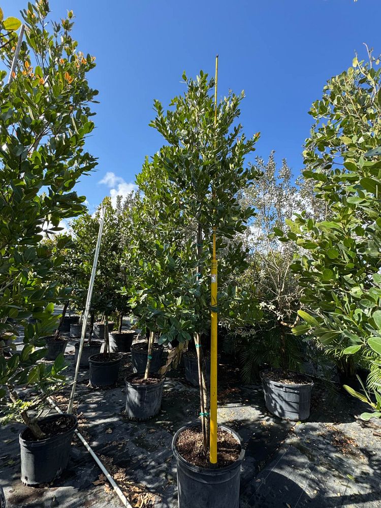 calophyllum