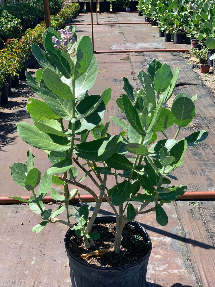 calotropis-gigantea-giant-milkweed-crown-flower