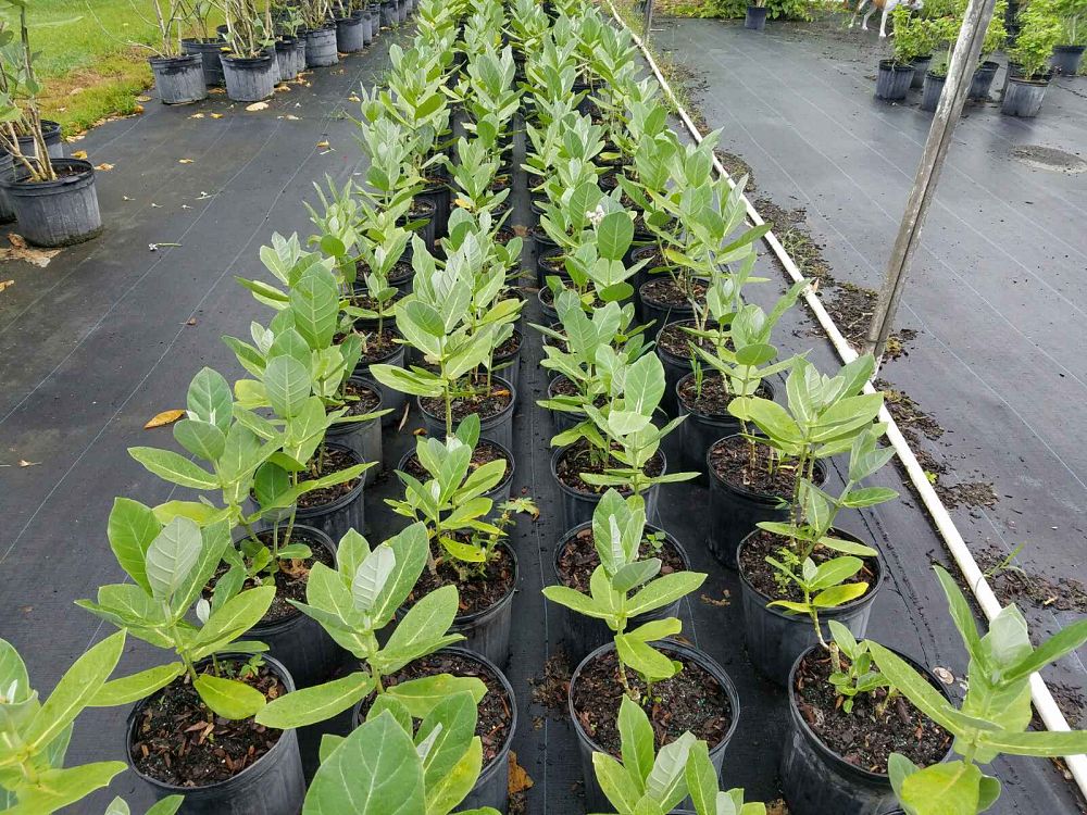 calotropis-gigantea-giant-milkweed-crown-flower